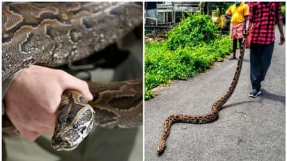 മീന്‍ പിടിക്കാന്‍വച്ച കൂട്ടില്‍ കയറിയത് 'ഭീകരന്‍'; ഭയന്ന് നാട്ടുകാര്‍