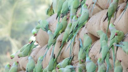 അരിമണികള്‍ കൊത്തിപ്പറിച്ച് ചാക്കുകള്‍ക്ക് മീതെ നൂറോളം തത്തകള്‍; മനംനിറയ്‌ക്കുന്ന കാഴ്‌ച ലോക്ക് ഡൗണിലേതോ?
