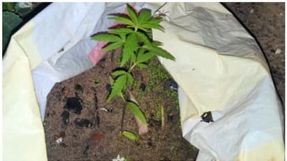 അമ്മ ചോദിച്ചപ്പോഴും പറഞ്ഞത് പച്ചക്കറി തൈ എന്ന്; വീട്ടില്‍ കഞ്ചാവ് വളര്‍ത്തിയ യുവാവ് അറസ്റ്റില്‍