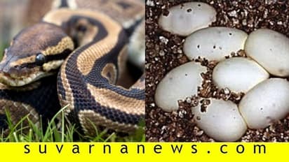 ಹಟ್ಟಿಯಲ್ಲಿತ್ತು 2 ಹೆಬ್ಬಾವುಗಳು ಮತ್ತು 31 ಮೊಟ್ಟೆಗಳು!