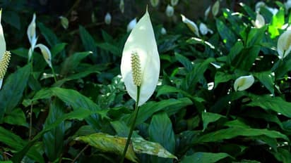 സമാധാനം തരും പീസ് ലില്ലി; വളര്ത്താം ഓഫീസിലും വീടിനകത്തും