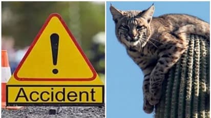 സ്കൂട്ടറിനു മുന്നിലേക്ക് കാട്ടുപൂച്ച ചാടി; യുവതിക്ക് ദാരുണാന്ത്യം