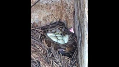 ದನದ ಹಟ್ಟಿಯಲ್ಲಿ ಮೊಟ್ಟೆಗೆ ಕಾವು ಕೊಡ್ತಿತ್ತು 2 ಬೃಹತ್ ಹೆಬ್ಬಾವು, ಇಲ್ಲಿವೆ ಫೋಟೋಸ್