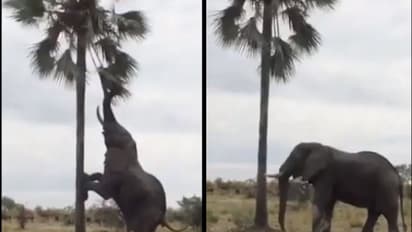 তালগাছে ওঠার প্রবল চেষ্টা, হাতির কীর্তিতে মজেছে নেটদুনিয়া, ভিডিও ভাইরাল
