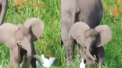 'ചെവികളാട്ടി കുണുങ്ങിക്കുണുങ്ങി ഓട്ടം'; പക്ഷിക്കൂട്ടങ്ങള്ക്കൊപ്പം കളിച്ച് രസിച്ച് കുട്ടിയാന; വീഡിയോ വൈറല്