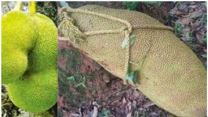 51.5 കിലോ, 97 സെ.മീ നീളം; അഞ്ചലില് കായ്ച്ചത് ലോകത്തെ ഭീമന് ചക്ക