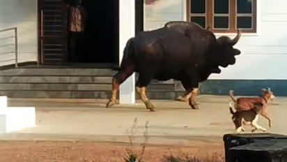 దారుణం: టిక్టాక్ వీడియో కోసం ఎద్దును కొట్టి చంపారు