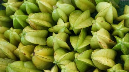 ചതുരപ്പുളിയുണ്ടോ വീട്ടില്? മഴയ്ക്കു മുമ്പേ വിളവെടുക്കാം