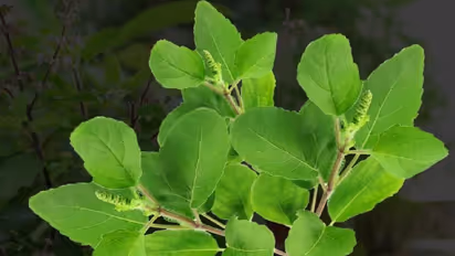 வெறும் வயிற்றில் தினமும் துளசி சாறு.. சர்க்கரை நோய் கட்டுக்குள் இருக்க துளசியை இப்படி யூஸ் பண்ணனும்.. 