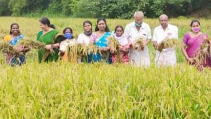 പെണ്പെരുമ തരിശ് പാടത്ത് പൊന്നുവിളയിച്ചു; നൂറ് മേനി വിളവെടുത്തത് 2.5 ഏക്കറിൽ നിന്ന്