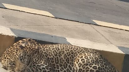 కిటికి నుండి తొంగి చూసిన చిరుత: రాజేంద్రనగర్ పరిసరాల్లో మరోసారి పులి సంచారం