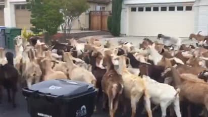 Watch: 200 goats escape quarantine; roam streets of San Jose during coronavirus lockdown