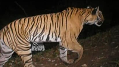 Double trouble: Tiger spotted in Bengal village amid coronavirus scare