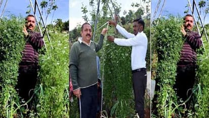 മല്ലിച്ചെടിയുടെ വലിപ്പം ആറടി ഒരിഞ്ച് ; ഇത് ഗോപാലിന്റെ കൃഷിഭൂമിയിലെ അത്ഭുതക്കാഴ്ച