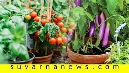 ಮನೆಯಲ್ಲೇ ಸುಲಭವಾಗಿ ಬೆಳೆಯೋ ತರಕಾರಿಗಳಿವು