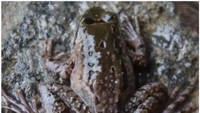 അത്യപൂർവയിനം ചൈനീസ് തവളയെ അരുണാചൽപ്രദേശിൽ കണ്ടെത്തി ശാസ്ത്രജ്ഞർ