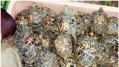 ഈ മഹാമാരിയിൽ നിന്നും പാഠമുൾക്കൊണ്ടെങ്കിലും നാം വന്യജീവി വേട്ട അവസാനിപ്പിക്കുമോ?