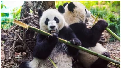 മുള കിട്ടാനില്ല; രണ്ട് ഭീമന് പാണ്ടകളെ ചൈനയിലേക്ക് മടക്കി അയയ്ക്കാനൊരുങ്ങി കാനഡയിലെ മൃഗശാല