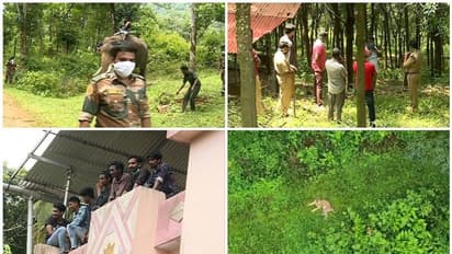 കടുവയെ കുടുക്കാൻ കുങ്കിയാന; പത്തനംതിട്ടയിൽ പതിനെട്ടടവും പയറ്റി വനംവകുപ്പ്