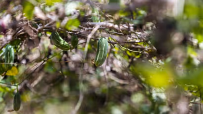 ফ্লু নিরাময়ে সাহায্য করে পটল, অপছন্দ হলেও এই গরমে সুস্থ থাকতে পাতে রাখুন এই সবজি