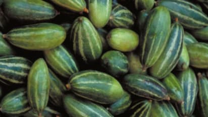 অপছন্দ হলেও এই গরমে পাতে রাখুন পটল, জেনে নিন এর অজানা উপকারিতা