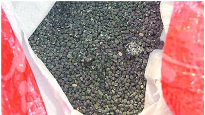 പൂപ്പലും പക്ഷിക്കാഷ്ഠവും; കേന്ദ്രം നല്‍കിയ 45 മെട്രിക് ടണ്‍ പരിപ്പ് തിരിച്ചയച്ച് പഞ്ചാബ്