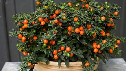 ജെറുസലേം ചെറി ഭക്ഷിക്കല്ലേ; വിഷാംശമുള്ള അലങ്കാരച്ചെടി