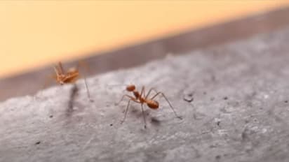 ഇത് 'ഉറുമ്പിന്‍റെ പ്രതികാരം'; ശ്രദ്ധ നേടി മിനി സിരീസ്