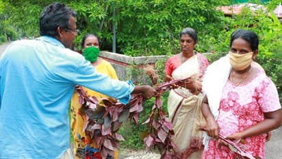 ലോക്ക് ഡൗണില് ഒരു കര്ഷക മാതൃക; വിളവെടുത്ത മുഴുവന് ചീരയും പാവങ്ങൾക്ക് നൽകി
