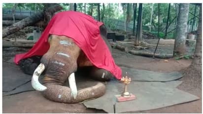 ഗജവീരന്‍ ചെര്‍പ്പുളശ്ശേരി നീലകണ്ഠൻ ചരിഞ്ഞു