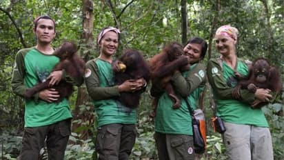 കൊറോണക്കാലത്തും കുട്ടി ഒറാങ്ങ്ഉട്ടാനുകളെ മരംകയറ്റം പഠിപ്പിച്ച് ഈ അമ്മമാര്