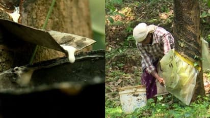 തോട്ടം തൊഴിലാളികളുടെ കൂലി 70 ശതമാനം വെട്ടിക്കുറയ്ക്കാൻ മലങ്കര റബ്ബർ പ്ലാന്റേഷൻ ലിമിറ്റഡ്