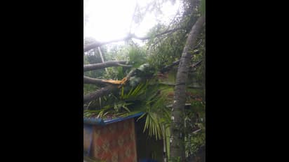 കനത്ത മഴ, കാറ്റ്, നാശനഷ്ടം; വൈക്കം ക്ഷേത്രാലങ്കാര ഗോപുരവും വീണു