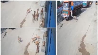 ലോറി ജീവനക്കാരെ ആക്രമിക്കാന് ശ്രമിച്ച പുലിയെ തുരത്തി തെരുവുനായകള്