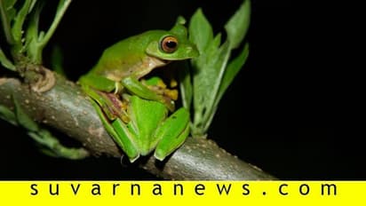 ಈ ಕಪ್ಪೆಗಳು ಜಿಗಿಯೋದಿಲ್ಲ, ತೇಲುತ್ತವೆ, ಕುದುರೆ ಮುಖ ಅಭಯಾರಣ್ಯದಲ್ಲಿ ಮಲಬಾರ್ ಗ್ಲೈಡಿಂಗ್ ಫ್ರಾಗ್