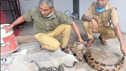 30 മുട്ടകള്, രണ്ട് മാസത്തെ കാത്തിരിപ്പ്, ഫോറസ്റ്റ് ഓഫീസില് ജനിച്ചത് 25 മലമ്പാമ്പിന് കുഞ്ഞുങ്ങള്