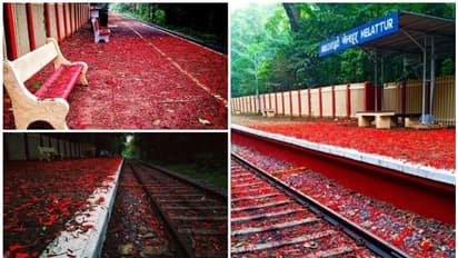 ഗുല്മോഹര് കാഴ്ചയില് മയങ്ങി റെയില്വേ മന്ത്രിയും മന്ത്രാലയവും; മേലാറ്റൂര് ചിത്രങ്ങള് ഏറ്റെടുത്ത് റെയില്വേ