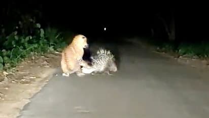 সজারুর কাঁটায় কি ঘায়েল হল ছোট্ট চিতাবাঘটি, জানতে দেখুন ভাইরাল হওয়া সেই ভিডিও