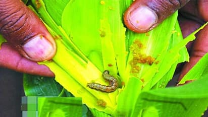 ಕೊರೋನಾದಿಂದ ನಲುಗುತ್ತಿರುವ ಭಾರತದ ಮೇಲೆ ಮತ್ತೊಂದು ಅಟ್ಯಾಕ್!