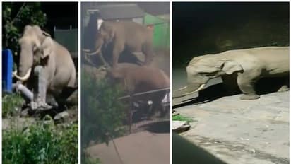 മൂന്നാറിനെ കിടുക്കി വീണ്ടും "പടയപ്പ"യും സംഘവും: ടൗണിലെ പഴക്കട തകര്ത്തു