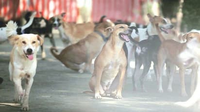 ಬೀದಿ ನಾಯಿಗಳ ಅನುಮಾನಾಸ್ಪದ ಸಾವು: ಮೃತದೇಹ ಪರೀಕ್ಷೆಗೆ