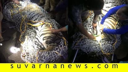 ಕೊಡಗಿನಲ್ಲಿ ಜನರ ನಿದ್ದೆಗೆಡಿಸಿದ್ದ 7 ವರ್ಷದ ಗಂಡು ಹುಲಿ ಸೆರೆ