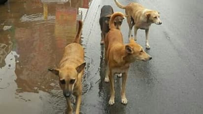 ലോക്ക്ഡൗണിൽ കടത്തിണ്ണകൾ കയ്യടക്കി തെരുവ് നായ്ക്കൾ; ദുരിതം പേറി വ്യാപാരികൾ