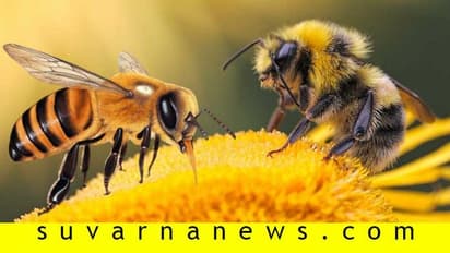 ಜೇನು ತುಪ್ಪದ ಸವಿ ಗೊತ್ತು, ಜೇನು ನೊಣವೂ ಇಷ್ಟು ಉಪಕಾರಿಯೇ?