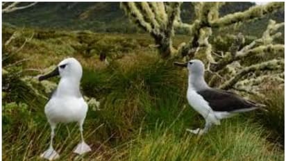 ദ്വീപില്‍ കൊലയാളികളായി ഭീമന്‍ എലികള്‍, തുരത്താനെത്തിയ രക്ഷാസംഘം കൊറോണയെത്തുടര്‍ന്ന് തിരികെപ്പോയി...