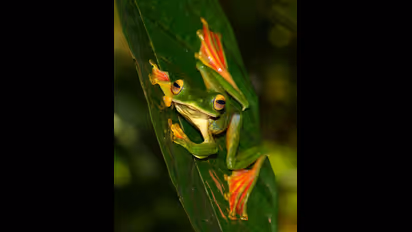 ಇವು ಜಿಗಿಯುವ ಕಪ್ಪೆಗಳಲ್ಲ, ತೇಲೋ ಕಪ್ಪೆಗಳು..! ಇಲ್ಲಿವೆ ಫೋಟೋಸ್