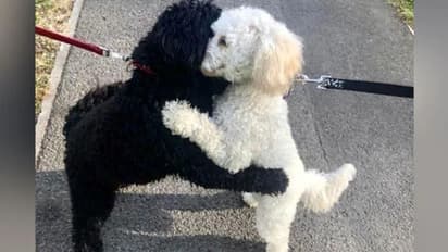 മാസങ്ങൾക്ക് മുമ്പ് പിരിഞ്ഞ സഹോദരങ്ങളായ പട്ടിക്കുഞ്ഞുങ്ങൾ അപ്രതീക്ഷിതമായി വഴിയിൽ കണ്ടുമുട്ടിയപ്പോൾ...