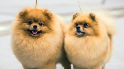 పిల్లలు, పెంపుడుజంతువులు ఒకే బెడ్ మీద పడుకుంటున్నారా?.. అది మంచిదేనట..