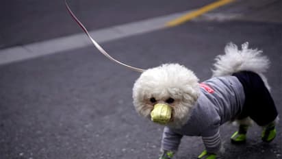 కుక్కకు సీమంతం, చదివింపులు.. వైరలవుతున్న ఫొటోలు...