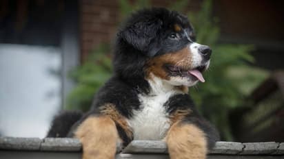 ನಾಯಿ ಮರಿ ಮಾರಾಟದ ನೆಪದಲ್ಲಿ ವಂಚನೆ: ವ್ಯಕ್ತಿಗೆ ಟೋಪಿ ಹಾಕಿದ ಕಳ್ಳರು..!